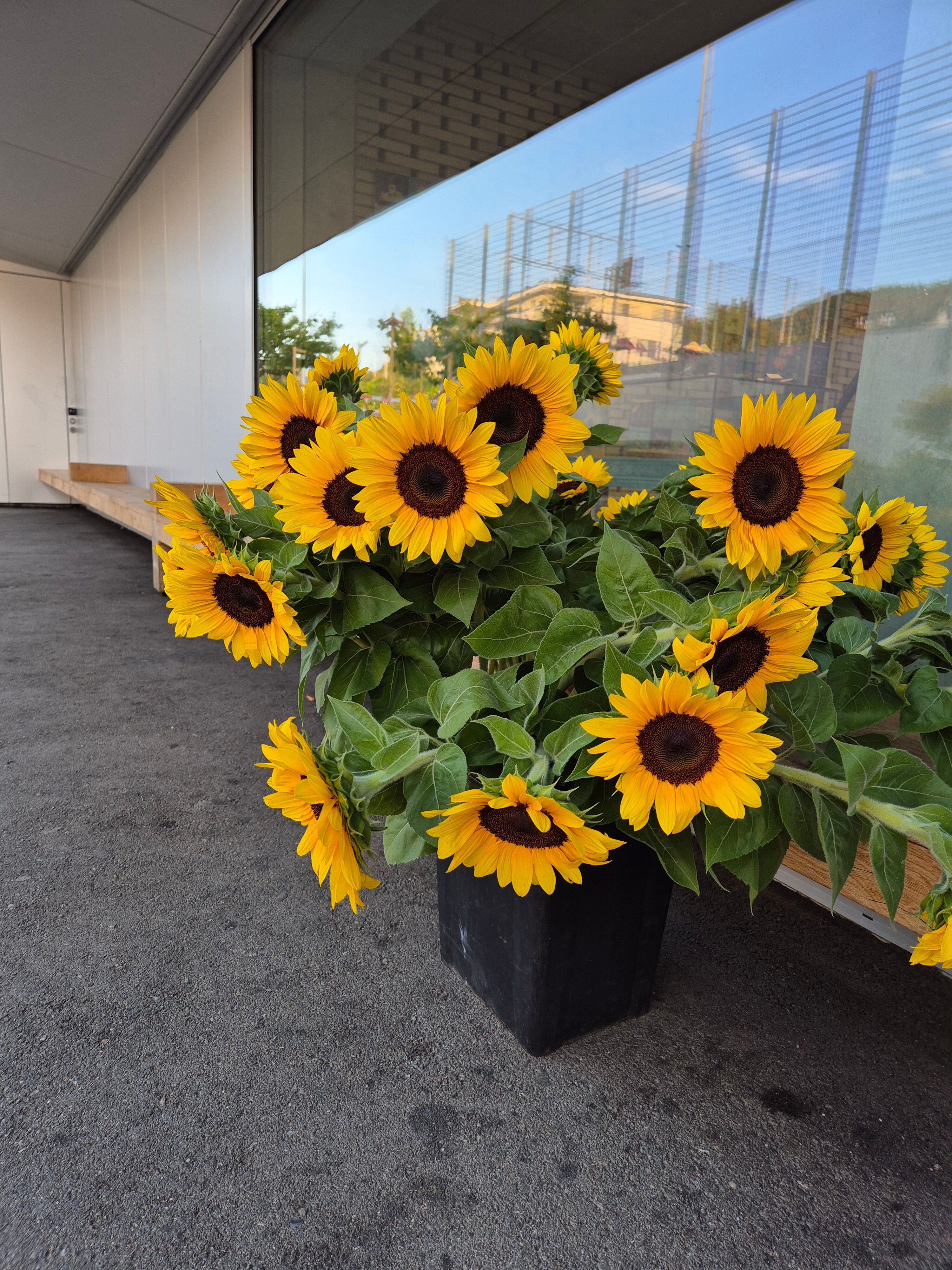Sonnenblumen.jpg